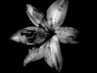 issue37-RoughCutPress