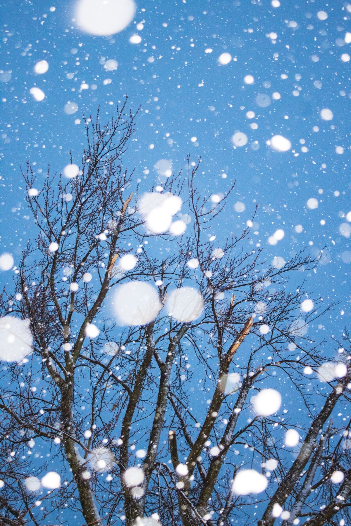 Snow falling in front of a black leafless tree at twilight. The sky behind it is baby blue.