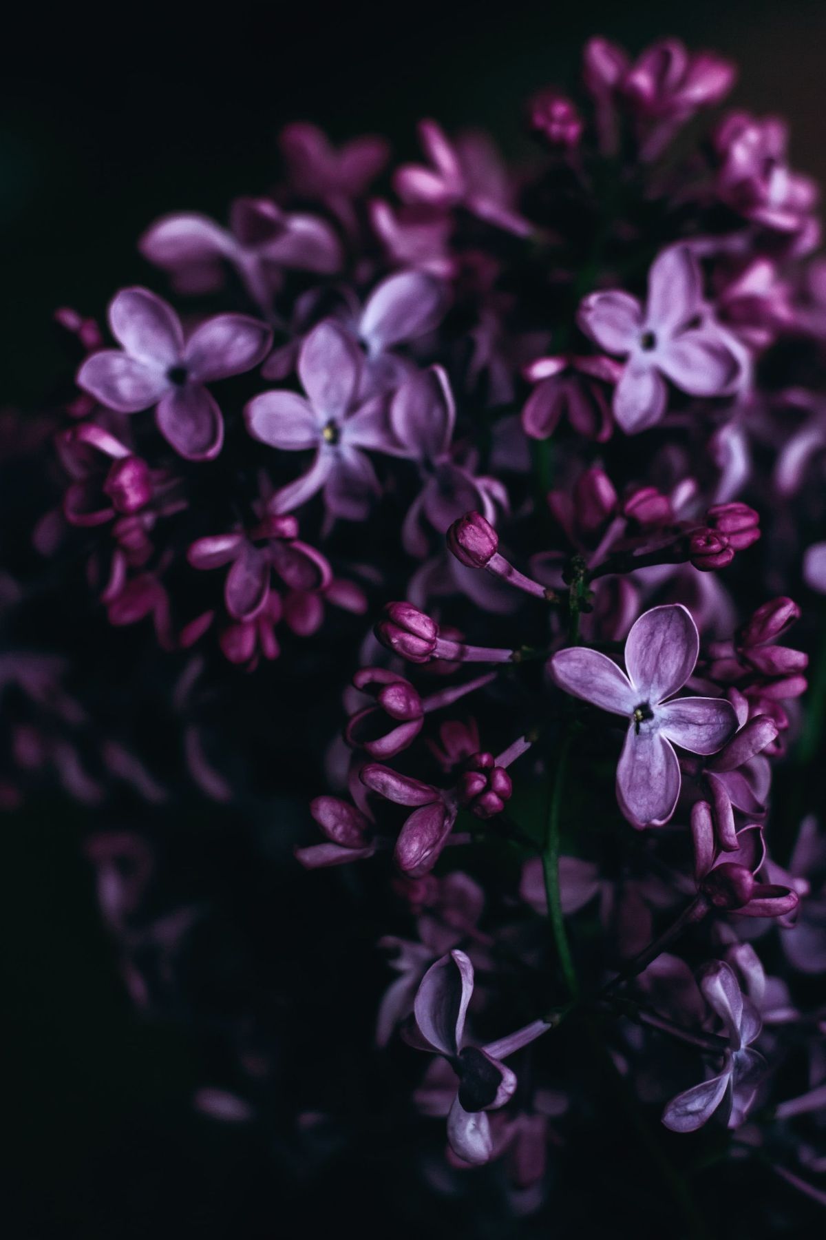 Lilacs against a black background