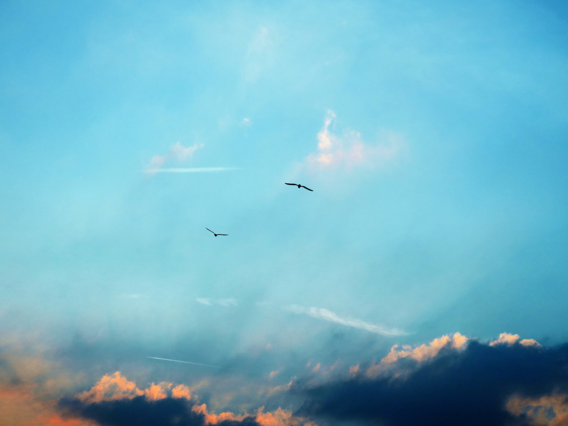 Two birds flying in the distant blue sky