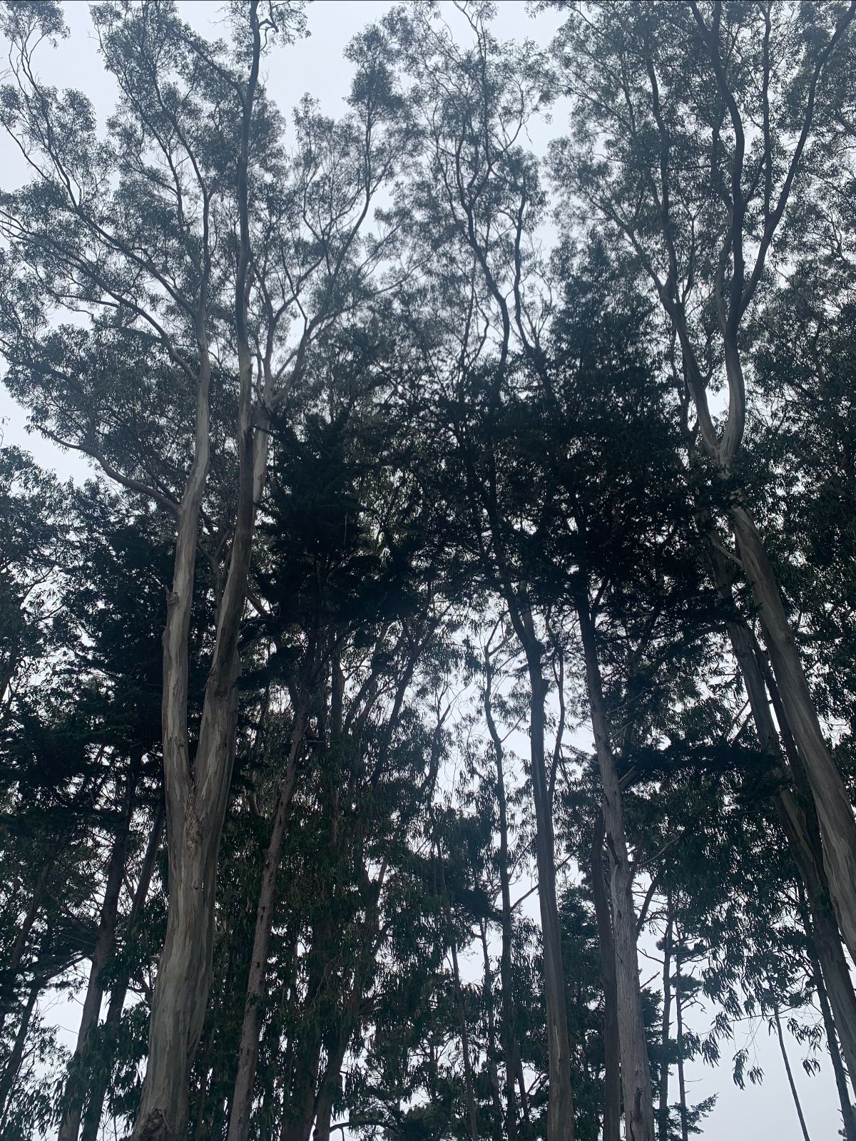 looking up at a grove of eucalyptus trees