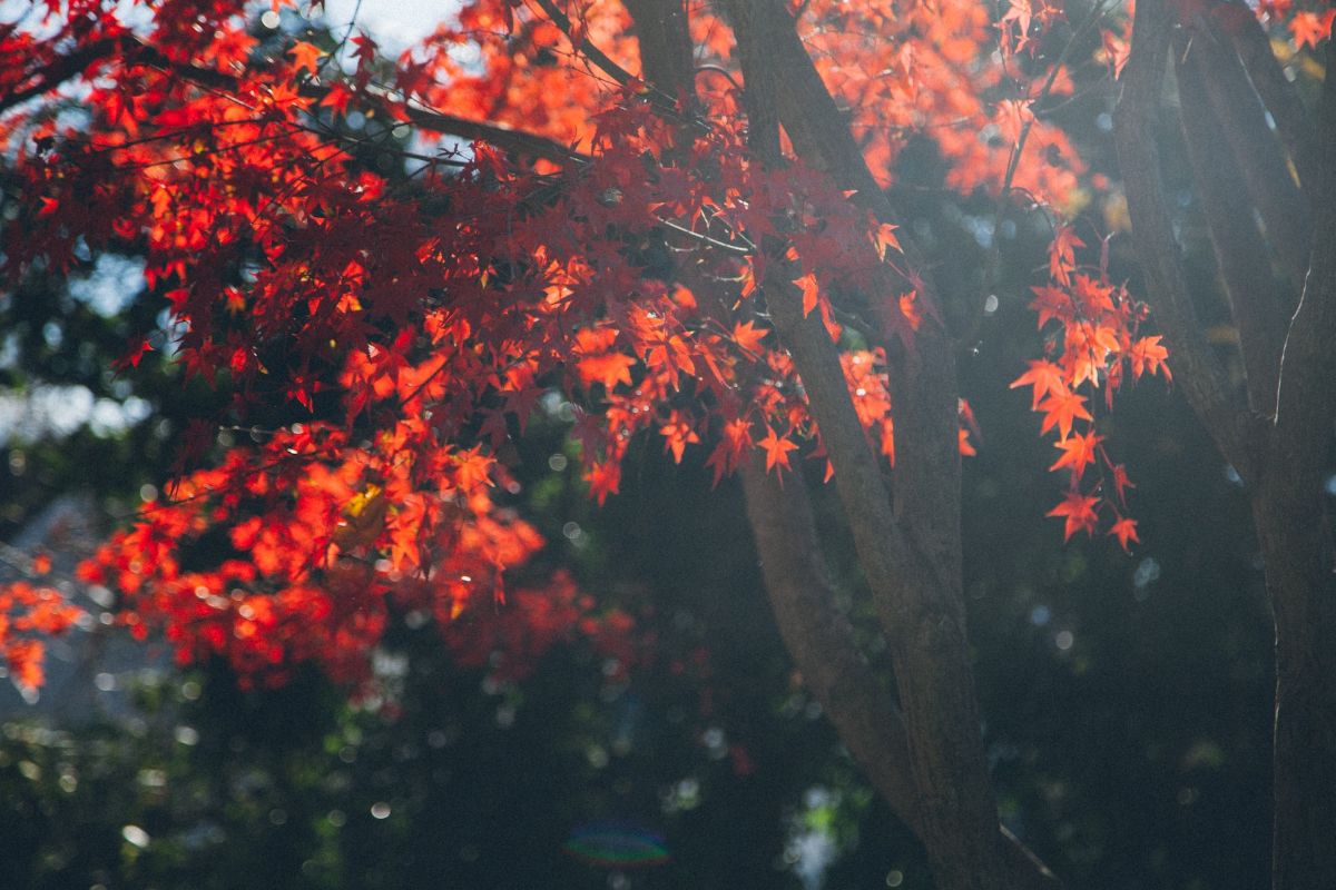 An oak tree with bright red leaves shining in sunlight