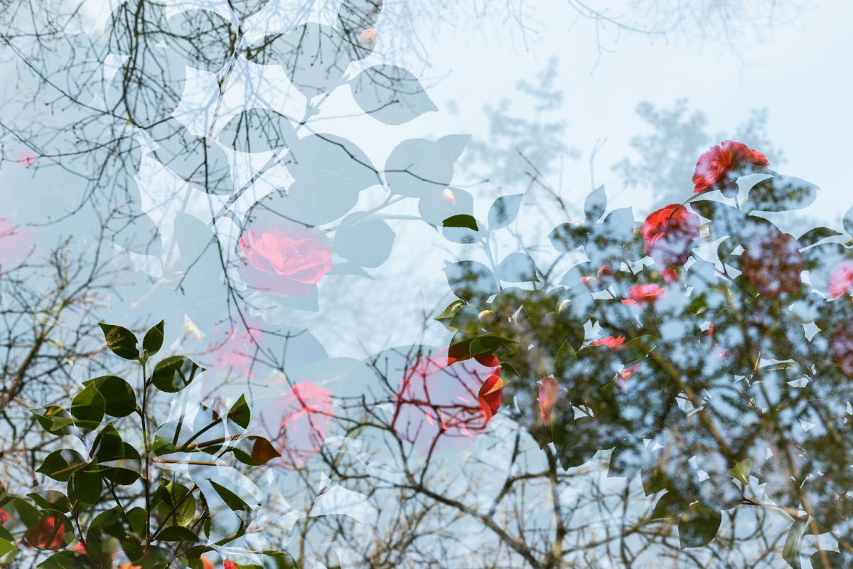 Rose bushes with red roses refracted and reflected through a window