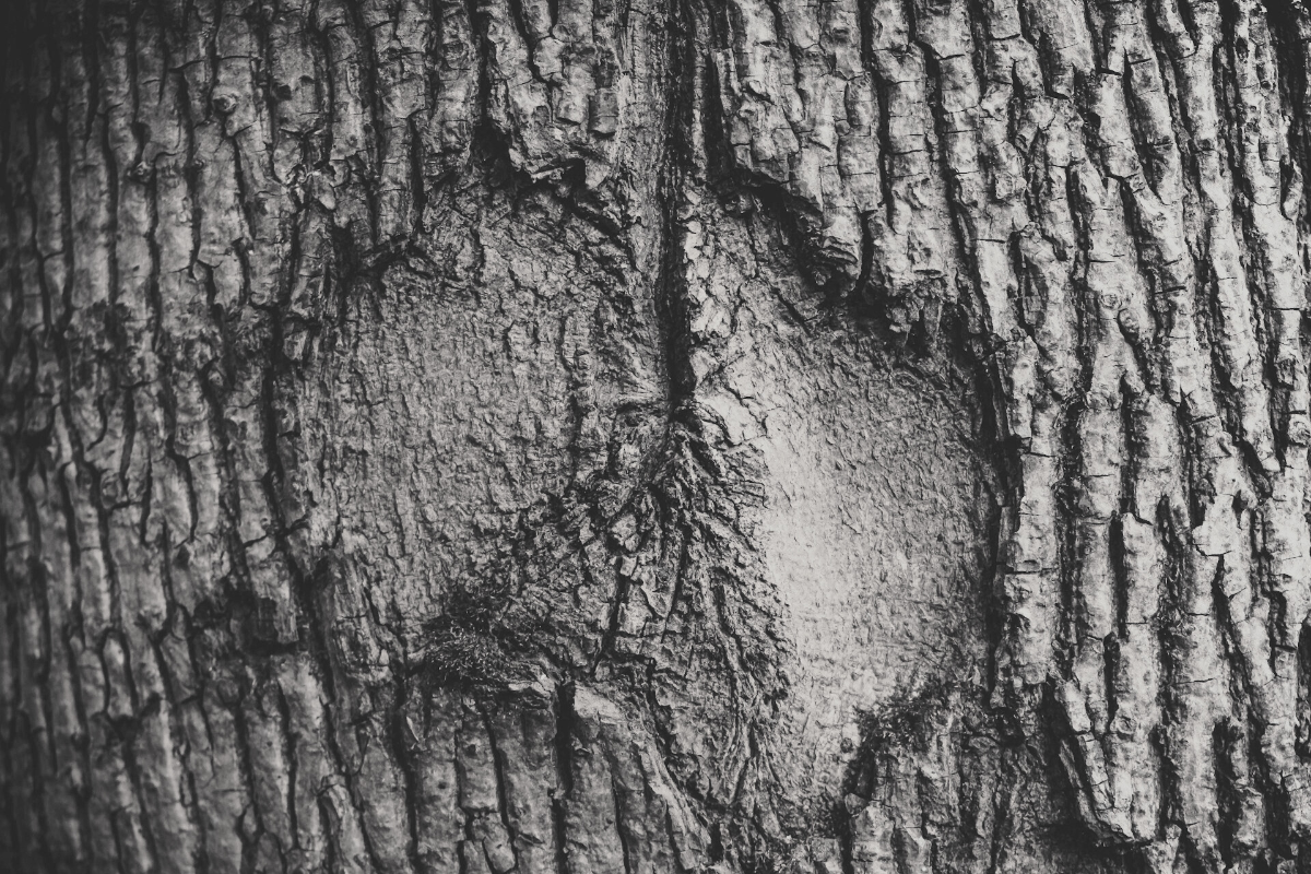 A black and white closeup of the bark of a tree with a scar in it