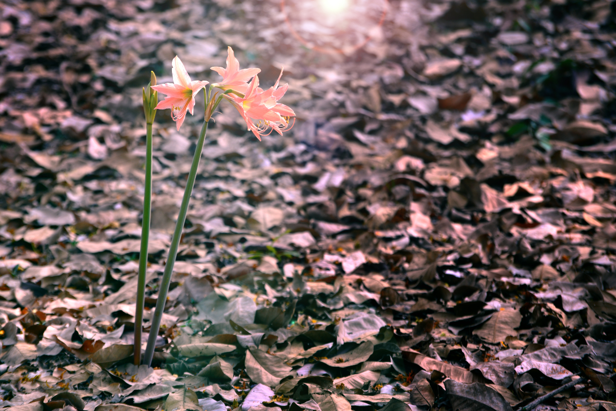 silly – Issue 72 – Rough Cut Press pink flowers growing through a bed of brown leaves